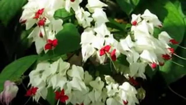 8 МЕЛОДИИ ЦВЕТОВ КЛЕРОДЕНДРУМ смотреть онлайн