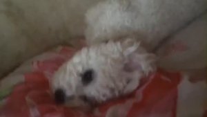 Милый щенок просыпается