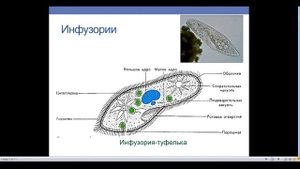 Одноклеточные животные. Часть 2. Жгутиконосцы и инфузории. Значение простейших