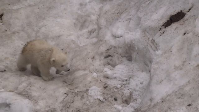 Маленький замарашка) Белый медвежонок в Новосибирском зоопарке. 29.03.2016 смотреть онлайн