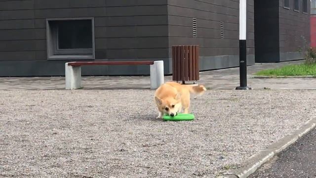 Др Таффи!/Продолжаем открывать подарки/ Играем на улице смотреть онлайн