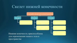 Естествознание 6 класс. Тема урока: Строение скелета