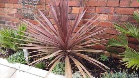Cordyline Australis Red Star Cabbage Palm Cabbage Tree evergreen shrub perennial