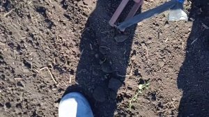 посадка чеснока, приспособление для посадки чеснока#приспособадляпосадкичеснока