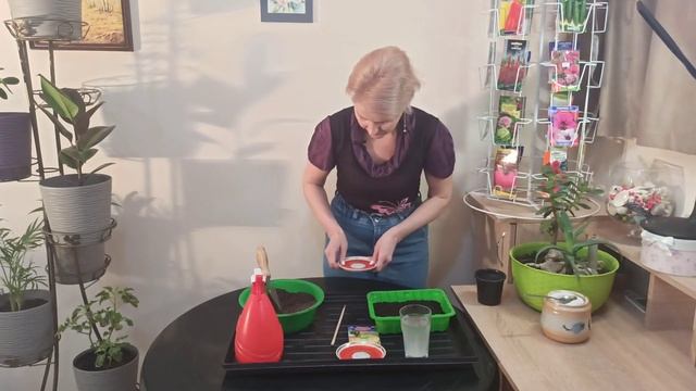 Как сеять сельдерей смотреть онлайн