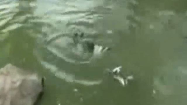 Черепаха сожрала голубя! Жесть!/ Turtle Ate The Dove! смотреть онлайн