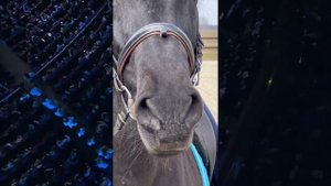 Выйду ночью в поле с конем. Кавер на песню группы любэ. Старые песни о главном #любэ #конь