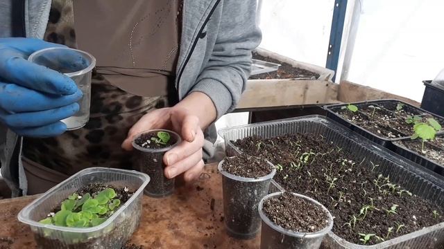 Цинерария гибридная...пекировка