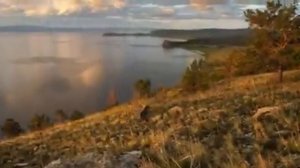 Багульник