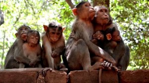 САМОЕ СИЛЬНОЕ МЕСТО СИЛЫ В МИРЕ ИЛИ ТАЙНЫ СВЯТЫХ МЕСТ ВРИНДАВАНА!