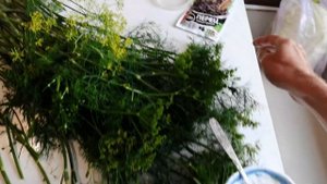 Засолка груздей холодным способом! Всё ПРОСТО И ВКУСНО! Солим грибы в банке с УКРОПОМ И ЧЕСНОКОМ