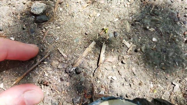 Бархатный муравей — вовсе не муравей, и в руки ты его не бери! смотреть онлайн