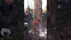 Валка дерева при помощи валочных клиньев в нужном направлении