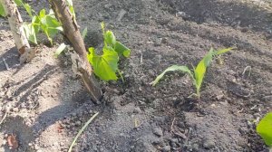 Возвратные заморозки в Ленинградской области 28.05.2023.