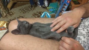 Русский голубой продолжает дрыхнуть