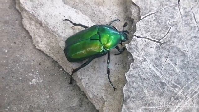 Огромный изумрудный жук. Бронзовка/ A huge emerald beetle. Cetonia aurata