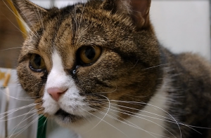 Британский кот хочет добавки к ужину, а нельзя.