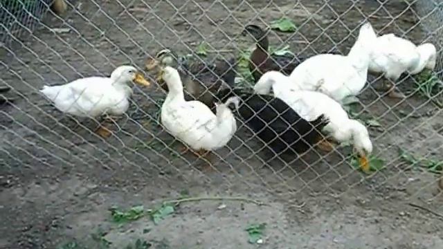 Гуси лебеди +Утки смотреть онлайн