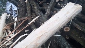О дровах и древесине