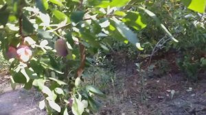 Слива сорт Исполинская (plum Gigantic). Старинные сливы с историей :)