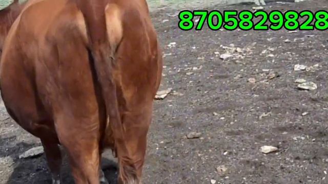 ЕНЕСІМЕН БІРДЕЙ БҰЗАУ! ЕҢ ҮЛКЕН БҰЗАУ 87058298287