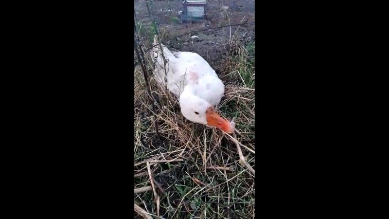 В Бийском районе бродячие псы нападают на пернатых (Будни, 12.10.20г., Бийское телевидение)