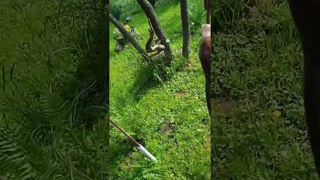 крупный Голавль 2.500 на горох р Ока смотреть онлайн