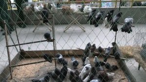 Выставка голубей Днепр 03 07 2020 часть 2