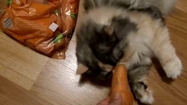 Беременная кошка тащится от морковки:) смотреть онлайн