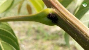 Вредитель садов. Древесница Въедливая