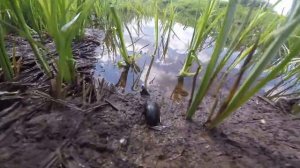 Жук плавунец, видео rybachil.ru