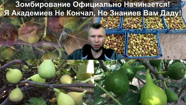 Саженцы инжира. Как правильно не выращивать инжир. (Не) обрезка, укрытие, полив, удобрение инжира.