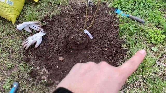 Усовершенствовала посадку голубики на суглинках
