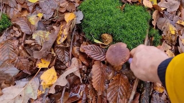 8 ноября 2023 г. В лес за грибами и болталка . Откровения. Сбор грибов в Баварии смотреть онлайн