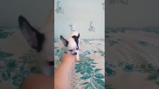 Мальчишечка чихуахуа Севастополь продам