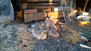 РАСХОД КОРМА НА ГОЛОВУ ГУСЯ ЗА 4 МЕСЯЦА