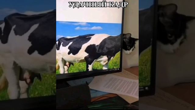 Удачный кадр