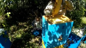Собираем Мед в Эффективных Ульях Пчеловода Василия Приятеленко