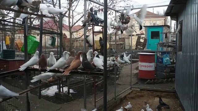 Бакинские Голуби Классика! Шейки, Мраморные, Белые. В гостях у Сергея г Ставрополь! ?+79614416272.