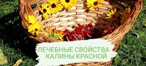 ЛЕЧЕБНЫЕ СВОЙСТВА КАЛИНЫ КРАСНОЙ. Калина - одна из самых ПОЛЕЗНЫХ ягод в природе.