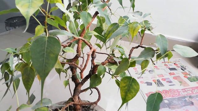 3 Years Old Bonsai Bodhi Tree. смотреть онлайн