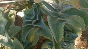 Kalanchoe marmorata gigante 🤞 MASTER K1578 🤞🤞