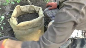 Картошка в МЕШКЕ посадка УРОЖАЙ