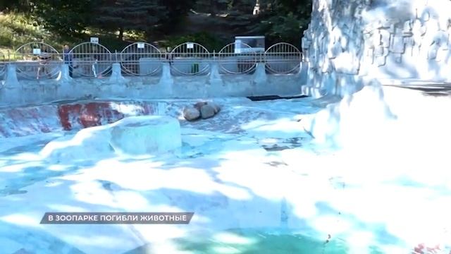 В калининградском зоопарке умерло 4 животных смотреть онлайн