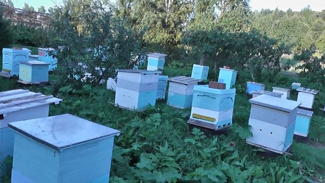 осушиваю рамки после откачки ... смотреть онлайн