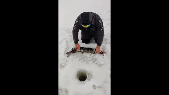 Ловим Гадзилов. Пердолим! Рыбалка на Рыбинском водохранилище. смотреть онлайн