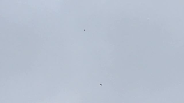 Еще несколько слов о паровке голубей. Паруем чубатых голубей с безчубыми.