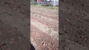 Транспортерная картофелекопалка на тяжелый дизельный мотоблок