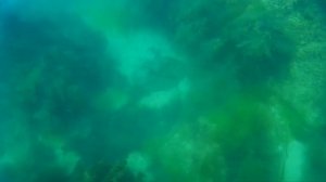 Обитатели Черного моря. Камбала Калкан (черноморская камбала)