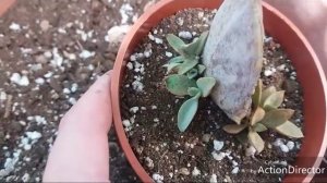 КАЛАНХОЭ вырастила с листика?